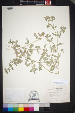 Kallstroemia parviflora image