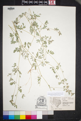 Kallstroemia parviflora image