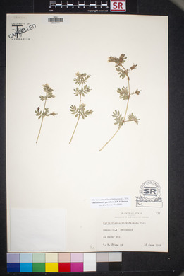 Kallstroemia parviflora image