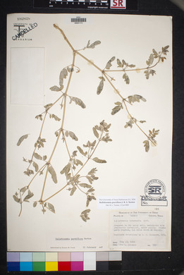 Kallstroemia parviflora image