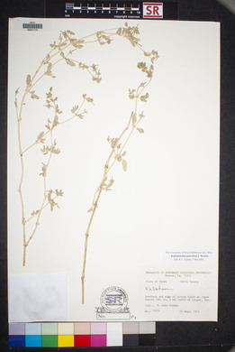 Kallstroemia parviflora image