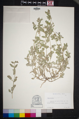 Kallstroemia hirsutissima image