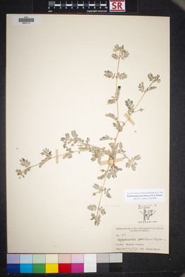 Kallstroemia parviflora image