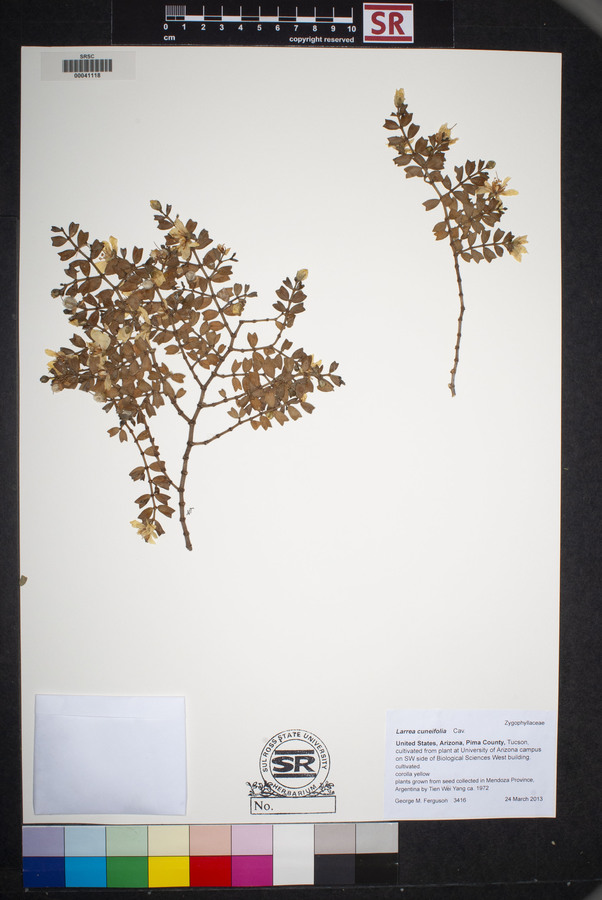 Larrea cuneifolia image