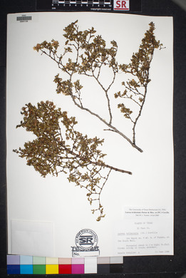 Larrea tridentata image