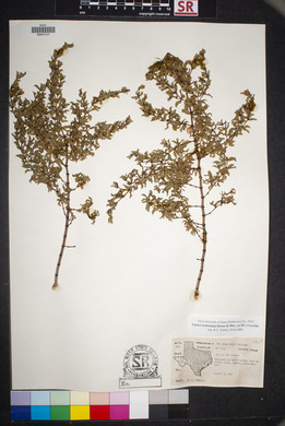 Larrea tridentata image