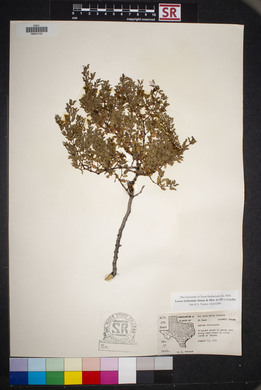 Larrea tridentata image