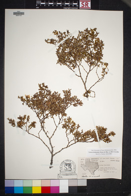 Larrea tridentata image