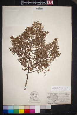 Larrea tridentata image