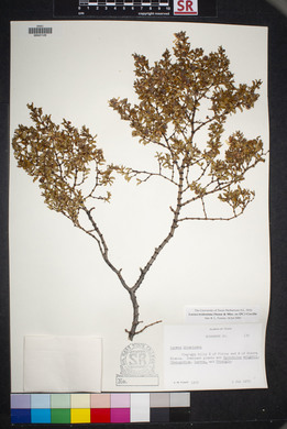 Larrea tridentata image