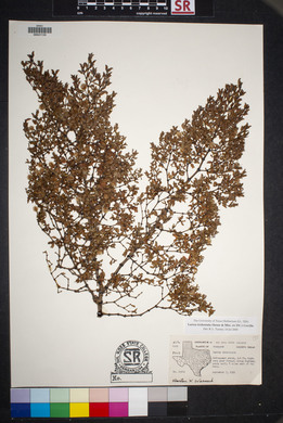 Larrea tridentata image