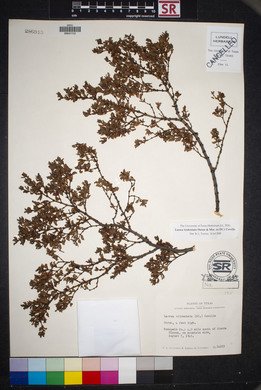 Larrea tridentata image