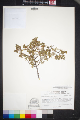 Larrea tridentata image