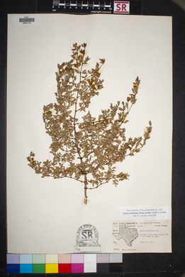 Larrea tridentata image