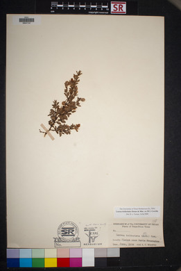 Larrea tridentata image