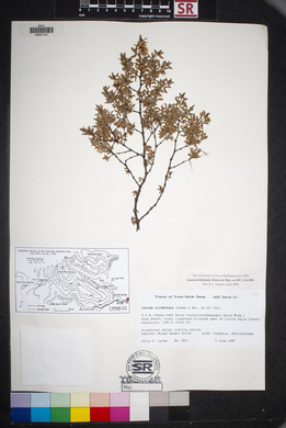 Larrea tridentata image