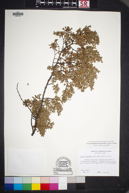 Larrea tridentata image