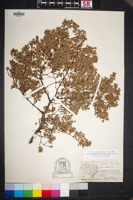 Larrea tridentata image