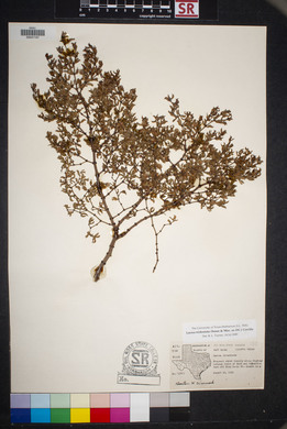 Larrea tridentata image