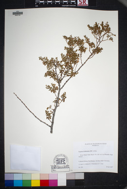 Larrea tridentata image