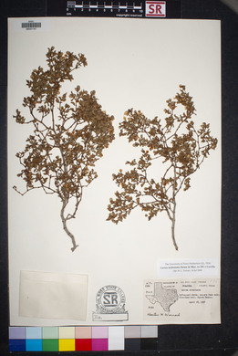 Larrea tridentata image