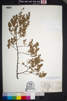 Larrea tridentata image