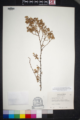 Larrea tridentata image