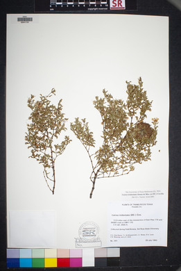 Larrea tridentata image