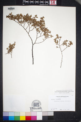 Larrea tridentata image