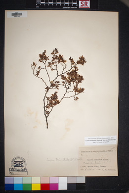 Larrea tridentata image