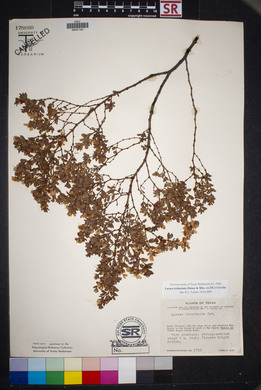 Larrea tridentata image