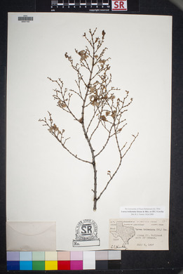 Larrea tridentata image