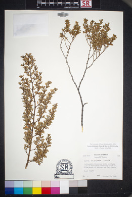 Larrea tridentata image