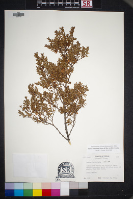 Larrea tridentata image