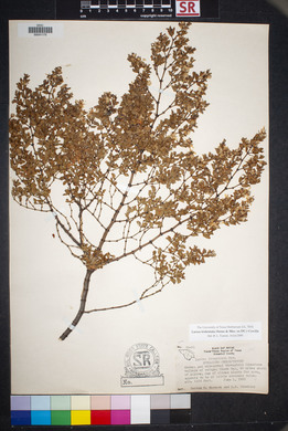 Larrea tridentata image