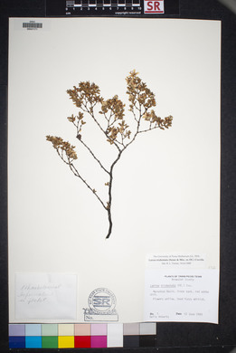 Larrea tridentata image