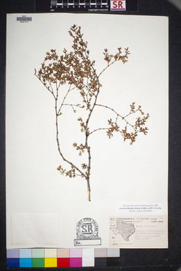 Larrea tridentata image