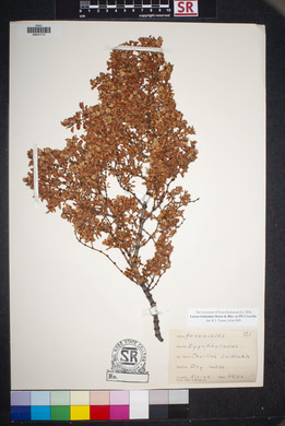 Larrea tridentata image