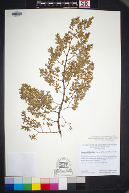 Larrea tridentata image