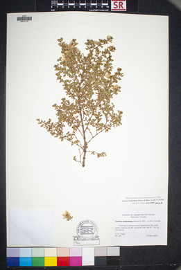 Larrea tridentata image