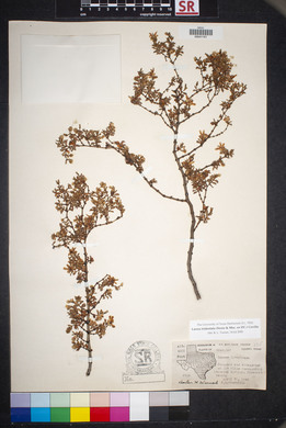 Larrea tridentata image