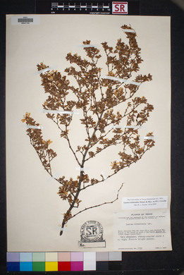 Larrea tridentata image