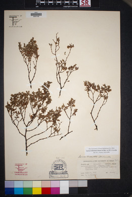 Larrea tridentata image