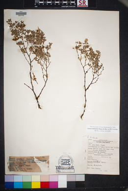 Larrea tridentata image