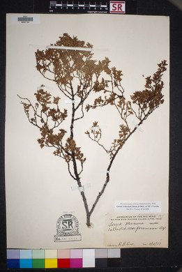 Larrea tridentata image