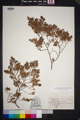 Larrea tridentata image