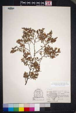 Larrea tridentata image