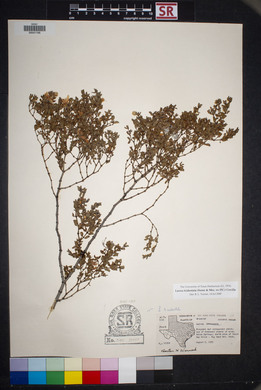 Larrea tridentata image