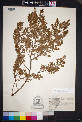 Larrea tridentata image