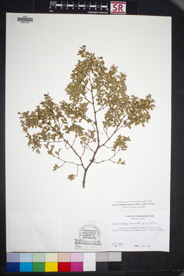 Larrea tridentata image